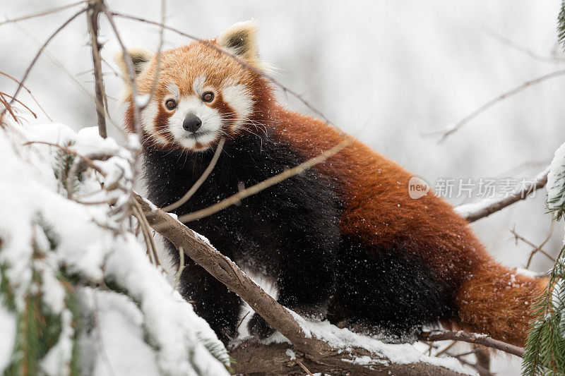 小熊猫(Ailurus Fulgens)在雪林里